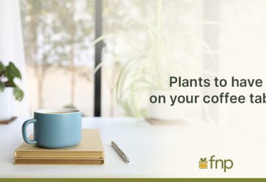 Plant on a coffee table