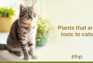Plants that are toxic to cats