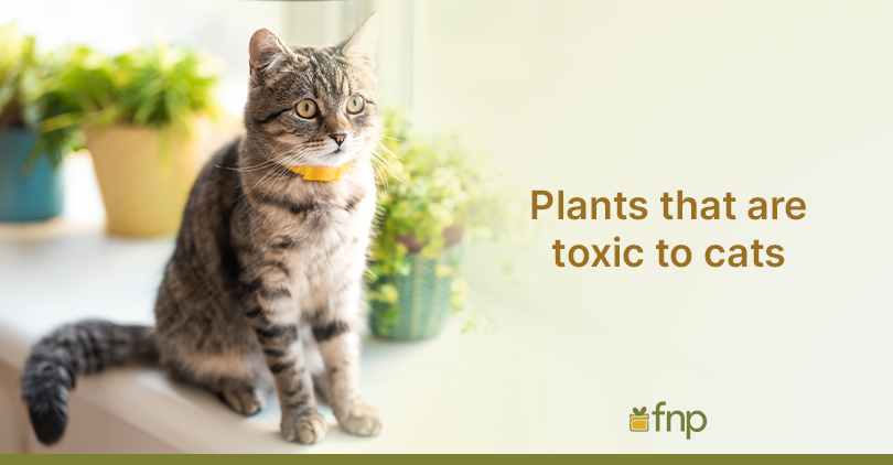 Plants that are toxic to cats