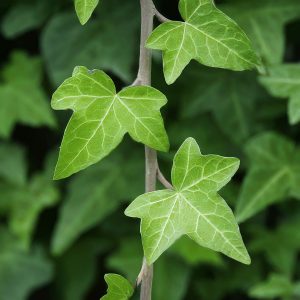 English Ivy plant 