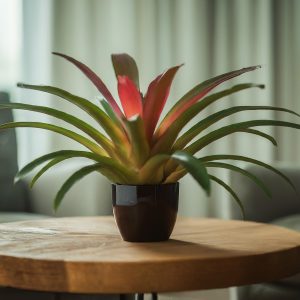Bromeliad plant placed on a indoor table