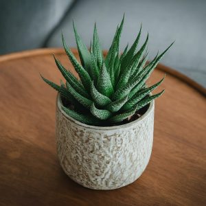 Haworthia plant placed on a coffee table