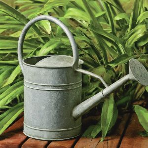 Water Can for watering plants in a garden
