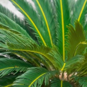 Sago palm Plant in home