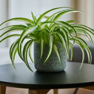 Spider Plant placed on a coffee table