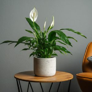 Peace Lily plant placed on a coffee table