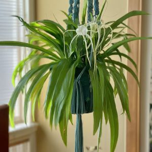 Lillies plant indoor image