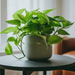 Pothos plant placed on a coffee table