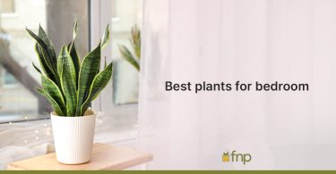 Best Plants for Bedroom