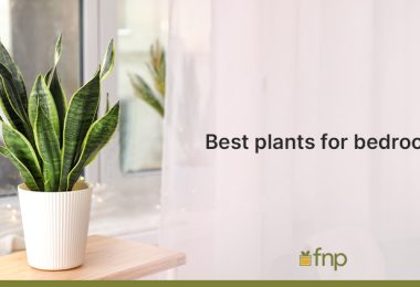 Best Plants for Bedroom