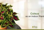 Coleus Indoor Plant
