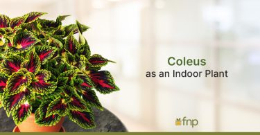 Coleus Indoor Plant