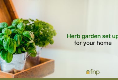 Herb Garden for your home