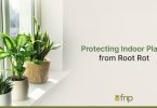 Protecting Indoor Plant Roots