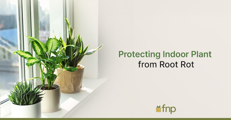 Protecting Indoor Plant Roots