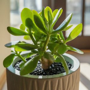 Jade Plant Placed at Home Entrance for Good Luck