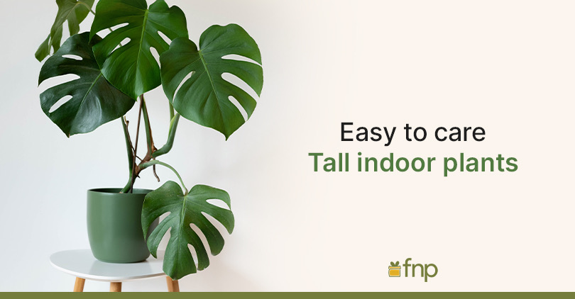 Easy to care Tall Indoor Plants
