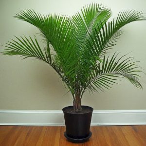 Parlor Palm