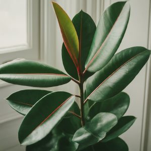 Rubber Plant leaves