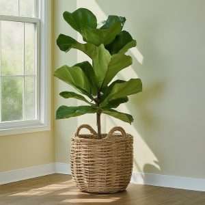 Tall Fiddle Leaf Fig Plant placed indoor near the window