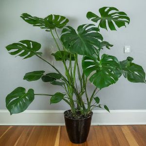 Monstera Deliciosa as an indoor plant