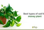 Soils that are best for money plant