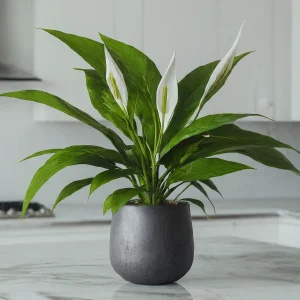 Peace Lily Plant for air purification