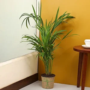 Areca Palm for air purification