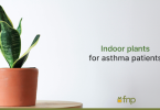 Best Plants for Asthma patients