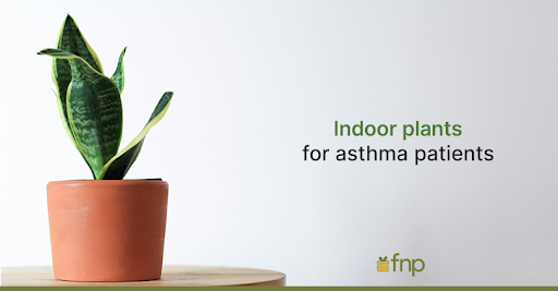 Best Plants for Asthma patients