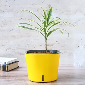 Spider Plant for Air Purification