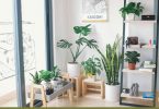 Tropical House Plants