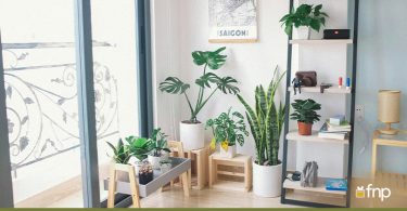 Tropical House Plants