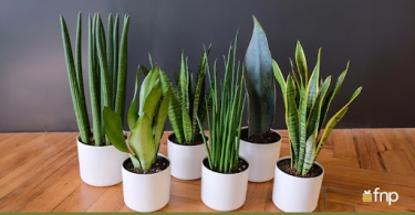 Snake Plants