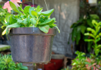 Plants for Balcony