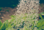 Watering Plants