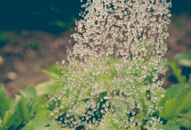 Watering Plants