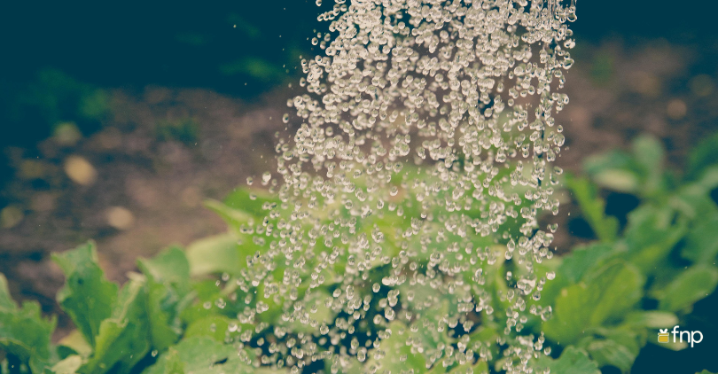 Watering Plants