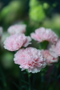Carnations