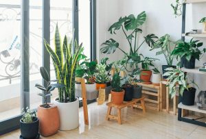 Potted Plants