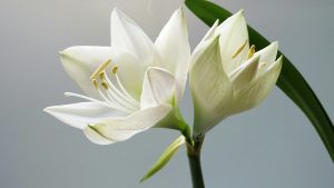 Lilies