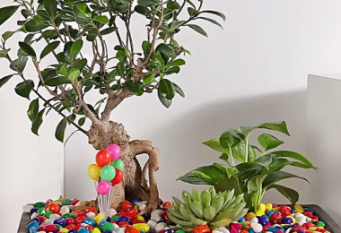 Bonsai Plants