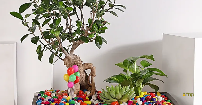 Bonsai Plants