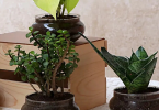 Succulents