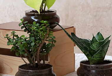 Succulents