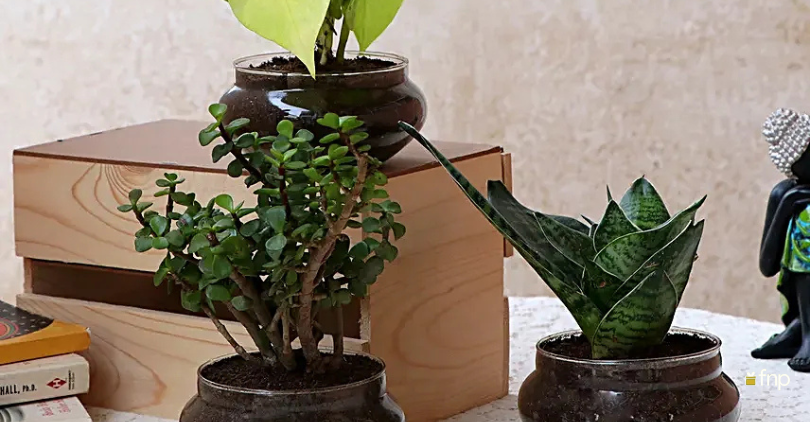 Succulents