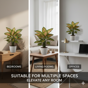 Aglaonema plant for every room