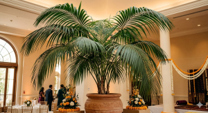 Kentia Palm Plant