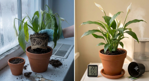 Repotting Peace Lily Plant